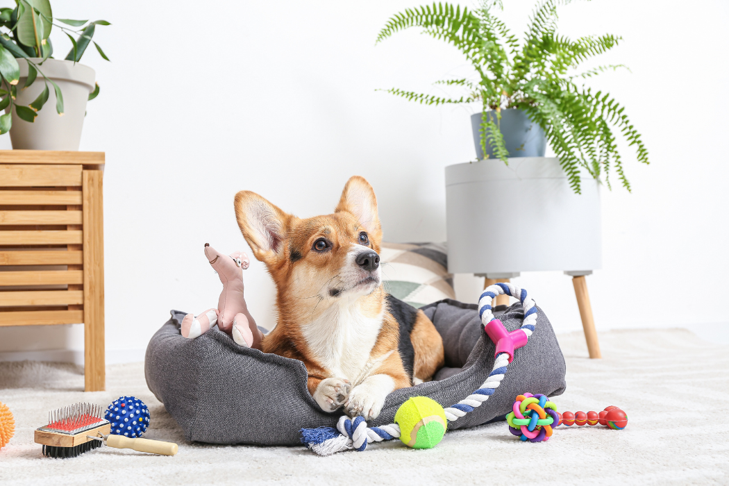 Ein Hund liegt in einem Körbchen und ist mit buntem Spielzeug umringt. Es handelt sich um einen braunen Corgi.