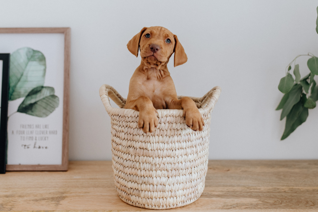 Ein brauner Hund sitzt in einem Korb und schaut heraus. Es handelt sich um einen braunen Vizsla Welpen.