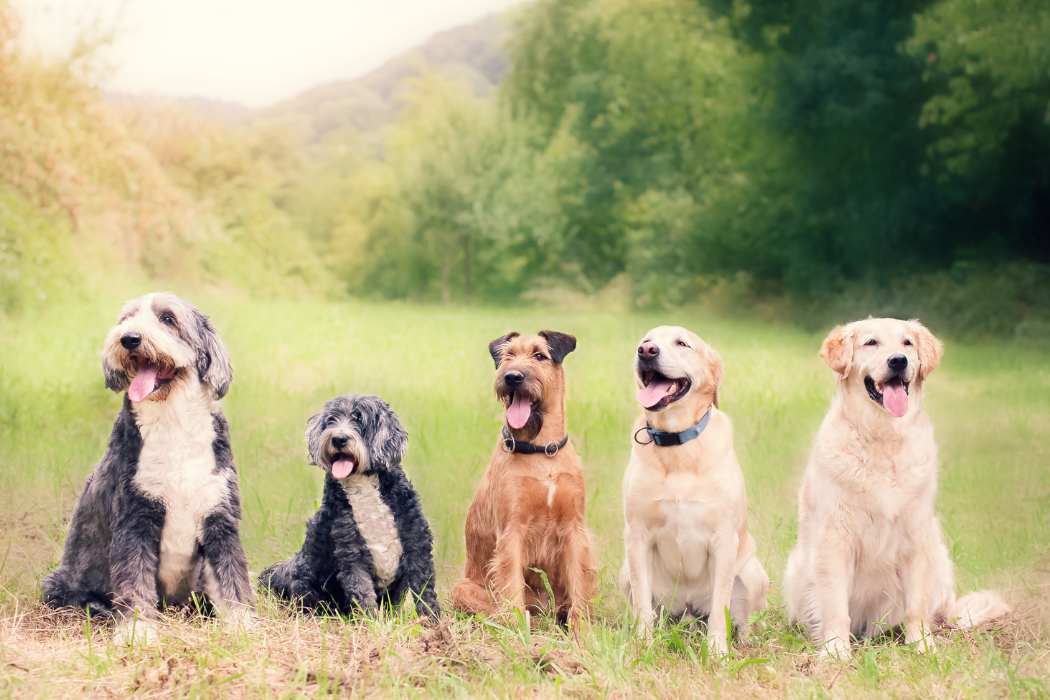 Auf einer Wiese sitzen fünf Hunde unterschiedlicher Rassen. Sie schauen alle in Richtung Kamera. Es handelt sich um einen Bobtail, einen Barbet, einen Airedale Terrier, einen Labrador und einen Golden Retriever.