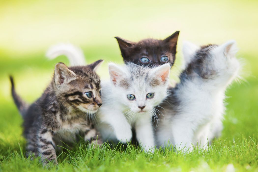 Vier Katzenbabys sitzen gemeinsam auf einer Wiese. Es handelt sich um verschiedene Farben und Rassen. Zwei Katzen sind hell, mit weißem und hellgrauem Fell. Eine Katze ist grau-braun getigert und eine Katze ist schwarz.