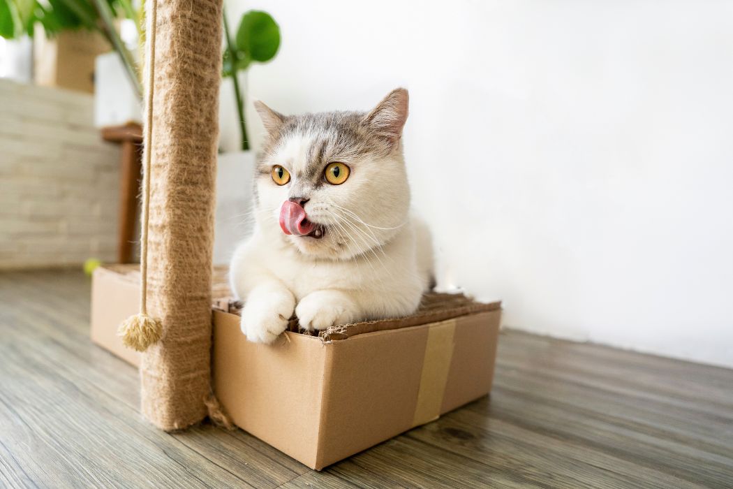 Eine Katze liegt auf einem Karton direkt neben einem Kratzbaum. Sie hat gerade mit der Kugel am Kratzbaum gespielt und leckt sich die Nase. Es handelt sich um eine weiß-graue Britisch Kurzhaar Katze.