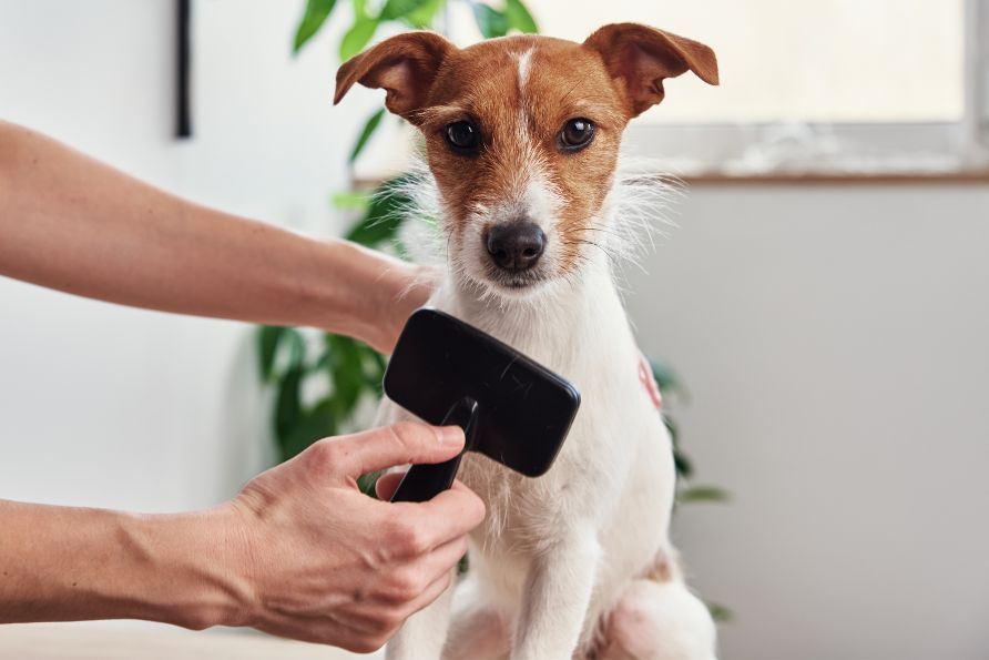 Ein Jack Russell Terrier sitzt auf einem Tisch und wird gebürstet.