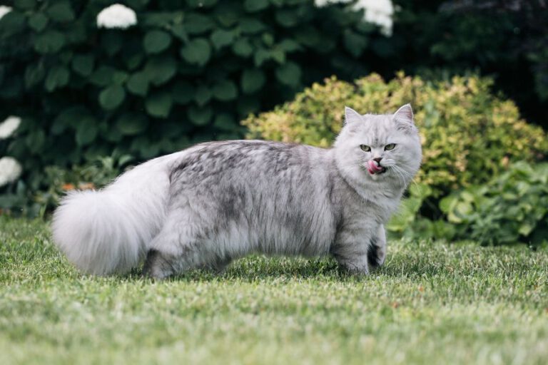 Große Katzenrassen: Die 8 größten Hauskatzen der Welt