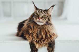 Große Katzenrassen: Die 8 größten Hauskatzen der Welt