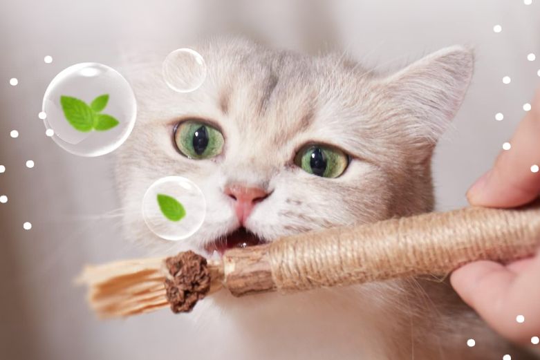 Kauholz Katze - Katzengesundheit und Katzenspielzeug