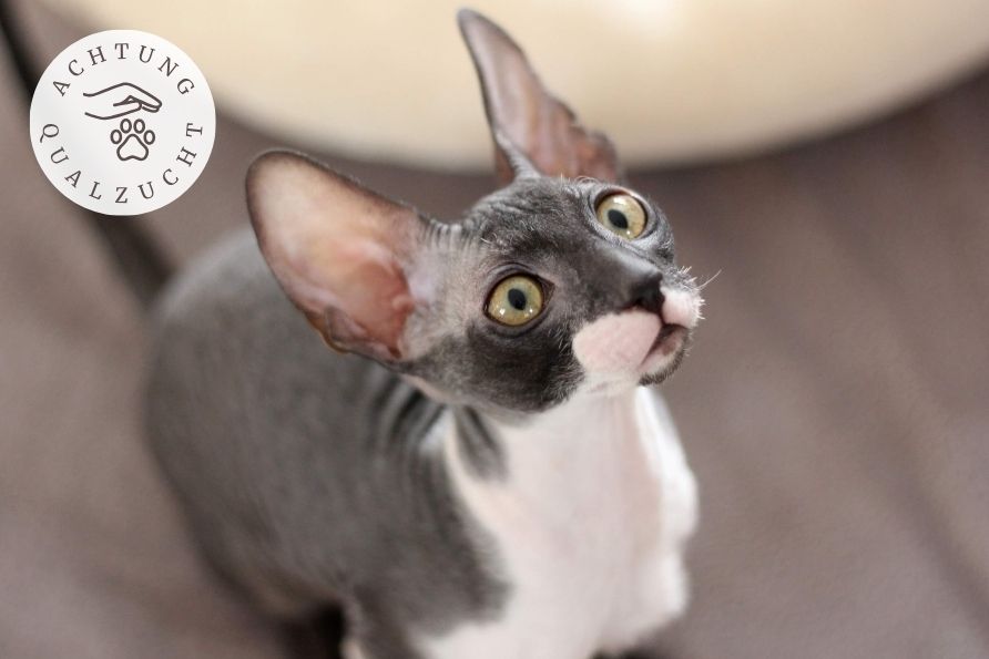 Cornish Rex - Katzenrasse Qualzucht