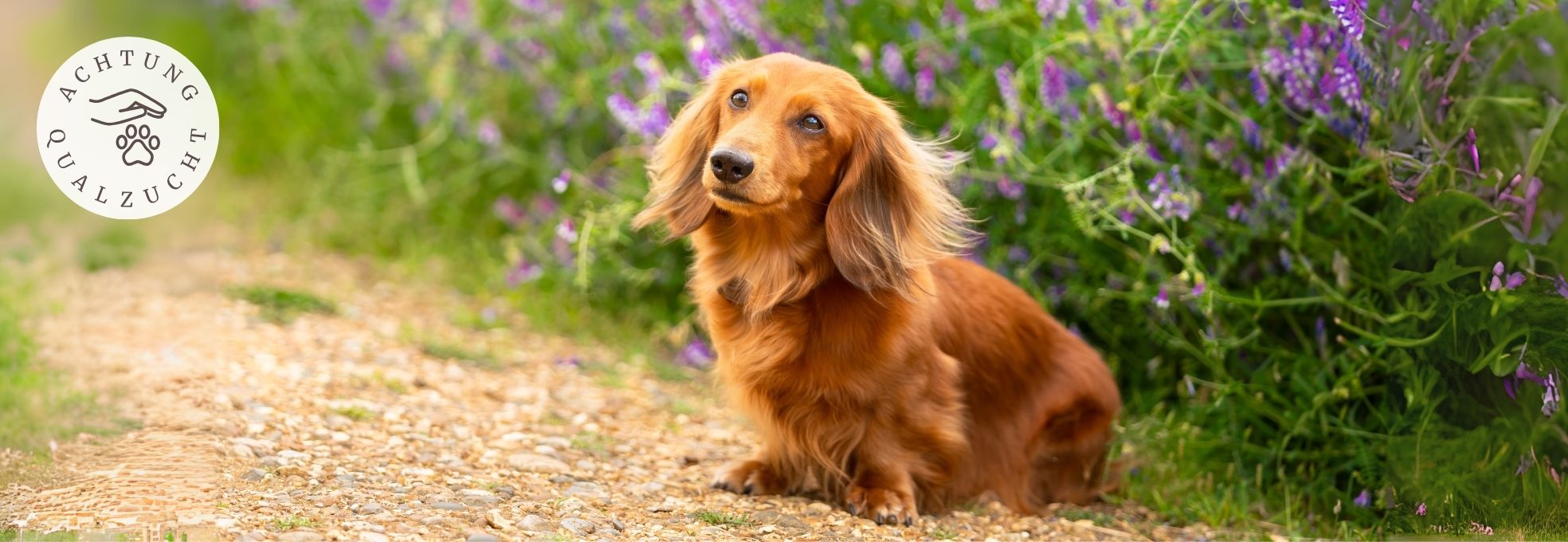 Dackel (Dachshund) - Hunderasse Qualzucht