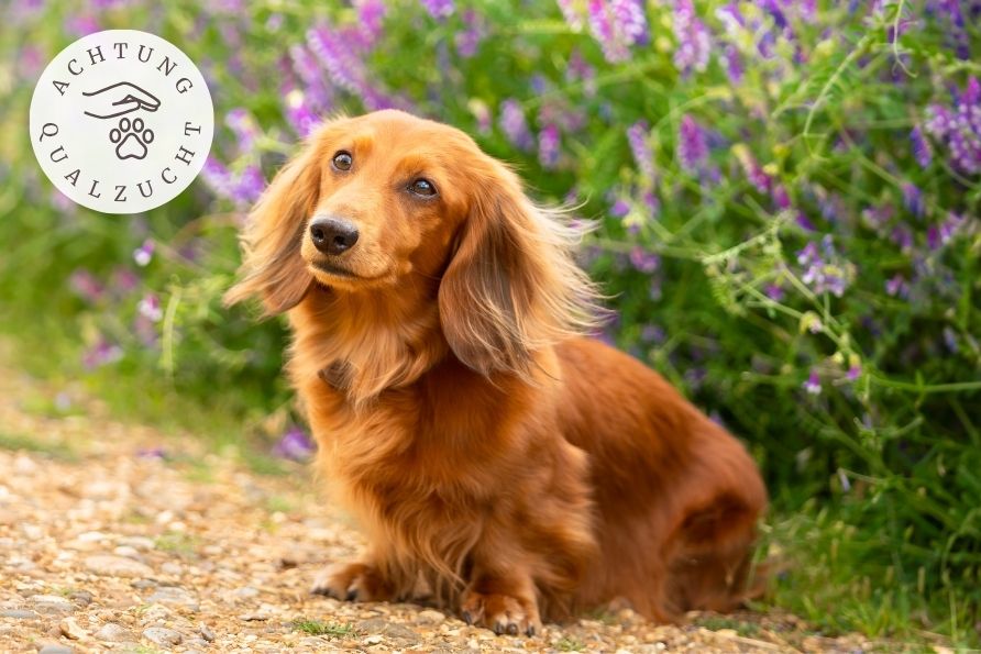 Dackel (Dachshund) - Hunderasse