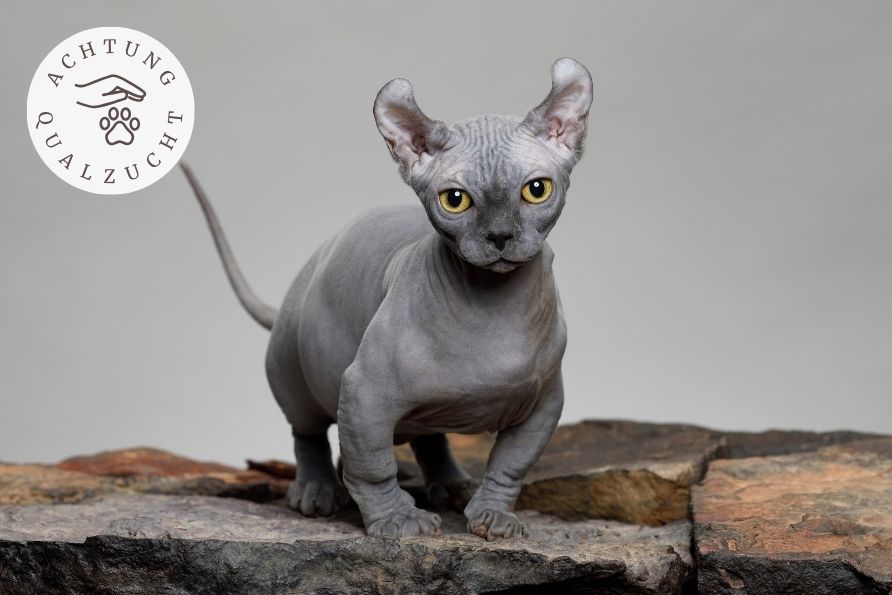 - Katzenrasse Qualzucht