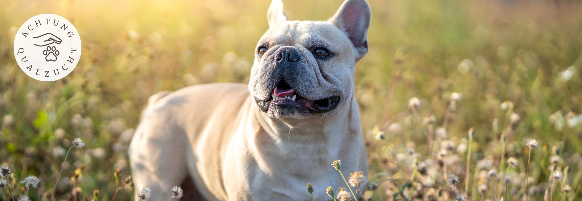 Französische Bulldogge - Hunderasse Qualzucht
