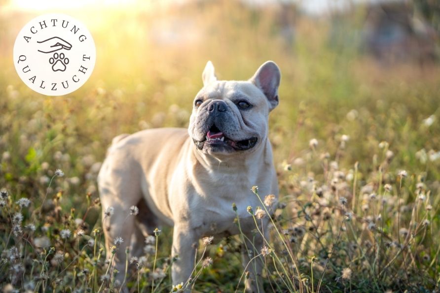 Französische Bulldogge steht im Gras