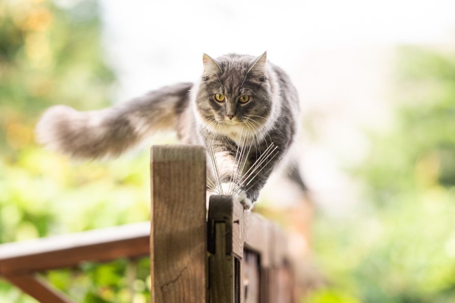Freigänger Katze Umzug erleichtern Tipps.