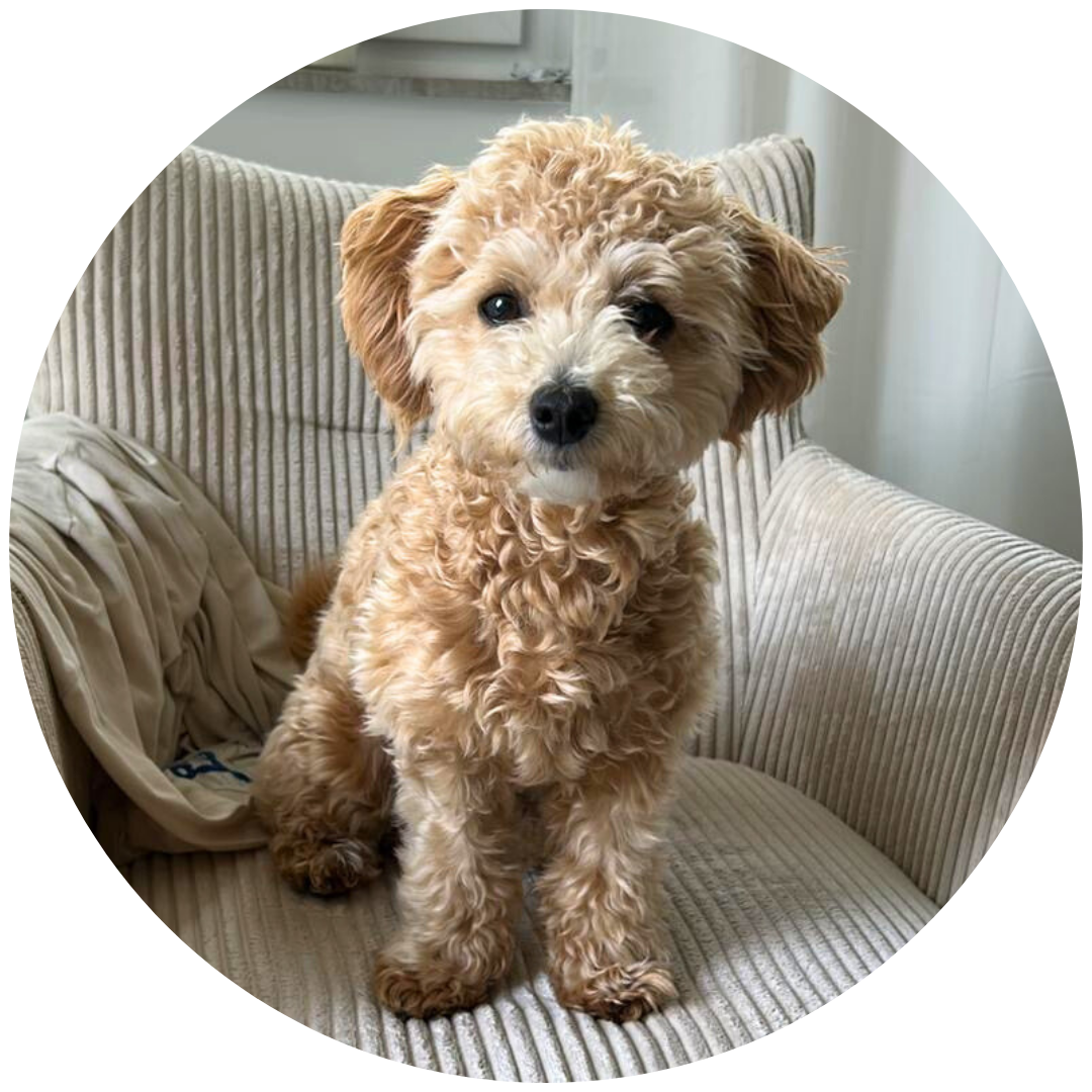 Hund im Team von Flauschige Freunde - Emmi, cremefarbene Maltipoo Dame