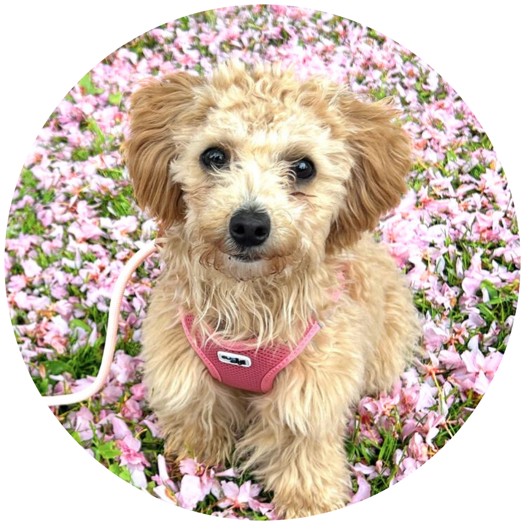 Hund im Team von Flauschige Freunde - Emmi, cremefarbene Maltipoo Dame