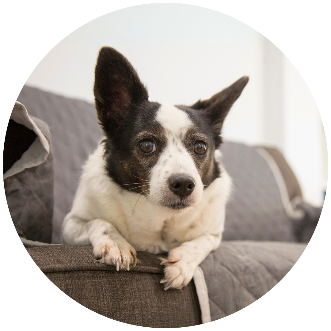 Hund im Team von Flauschige Freunde - Kalle, schwarz-weißer Mischling aus dem Tierheim.