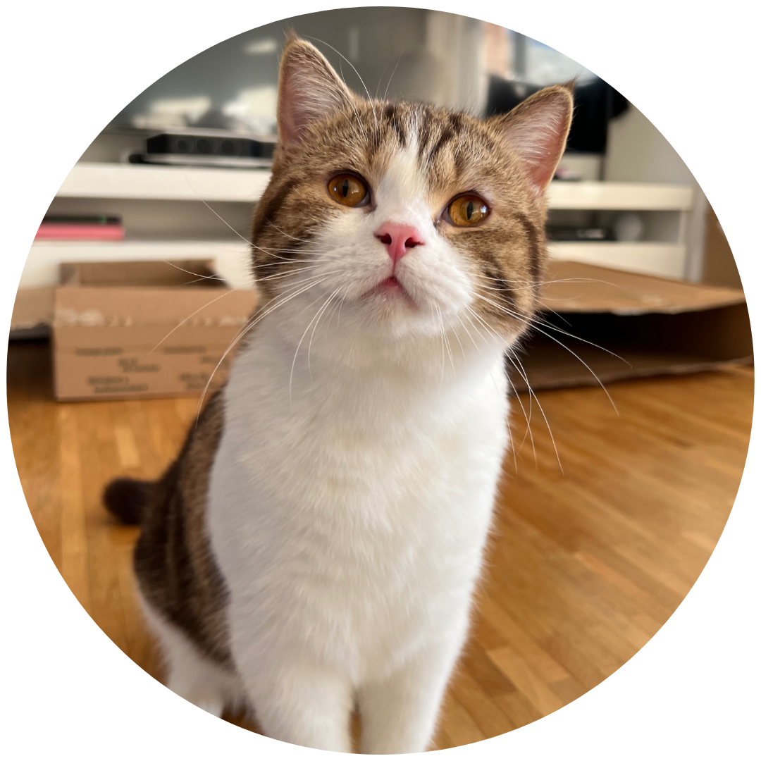 Katze im Team von Flauschige Freunde - Pete, braun getigerter Britisch Kurzhaar Kater