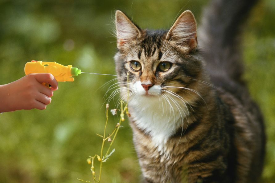 Katzen erziehen mit Wasser und Wasserpistole