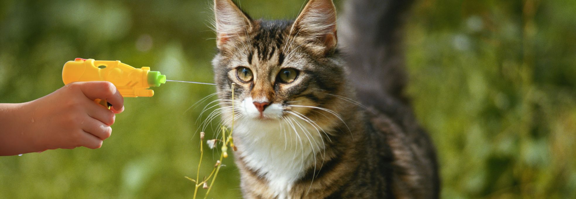 Katzen erziehen mit Wasser und Wasserpistole