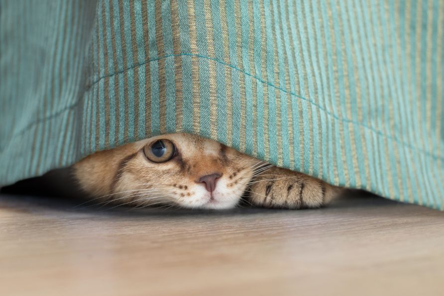 Katzen erziehen mit Wasser und Wasserpistole