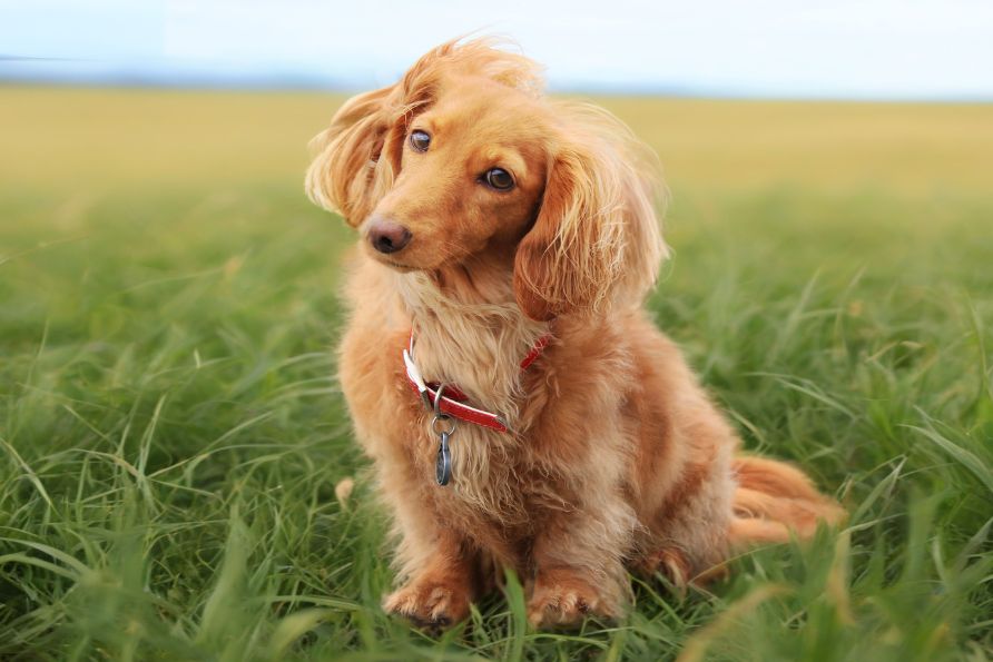 Langhaardackel (Dachshund Langhaar), Rot