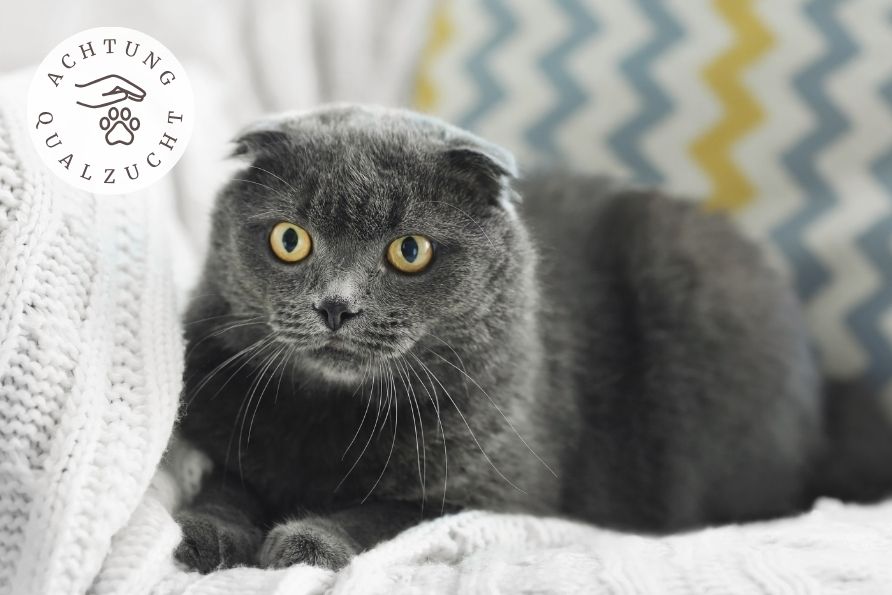 Nebelung - Katzenrasse Qualzucht