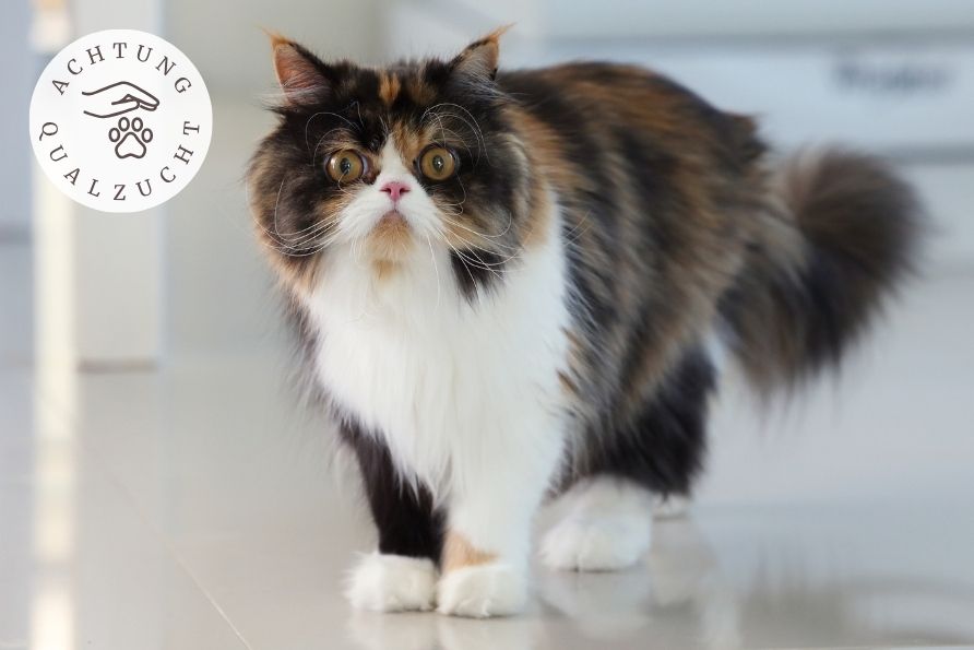 Perserkatze - Katzenrasse Qualzucht