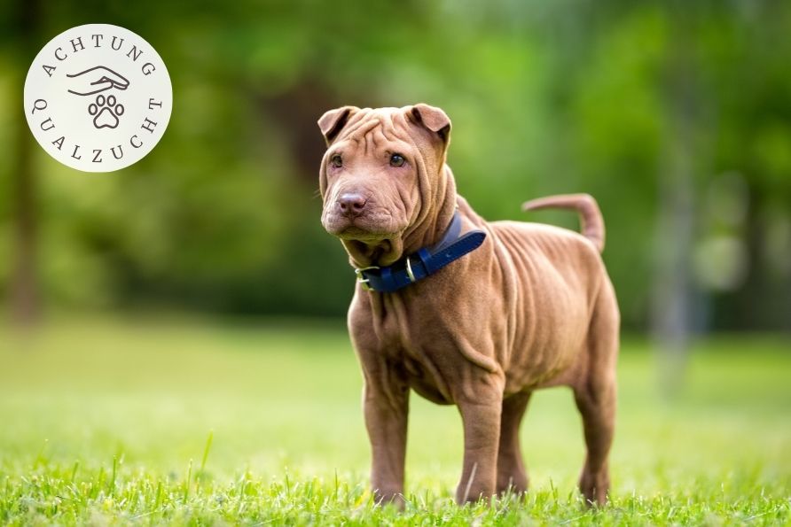 Hunderasse Shar-Pei