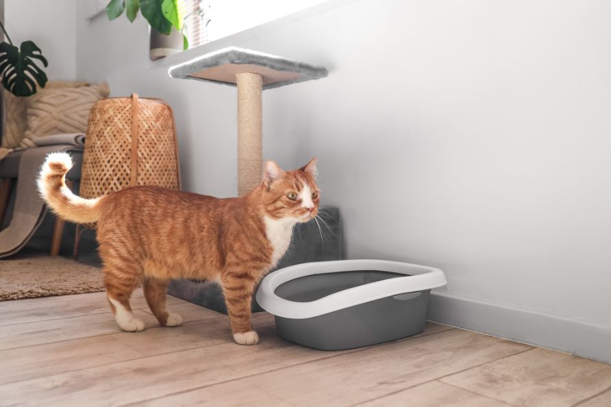 Umzug Katzen Vorbereitung und Eingewöhnung