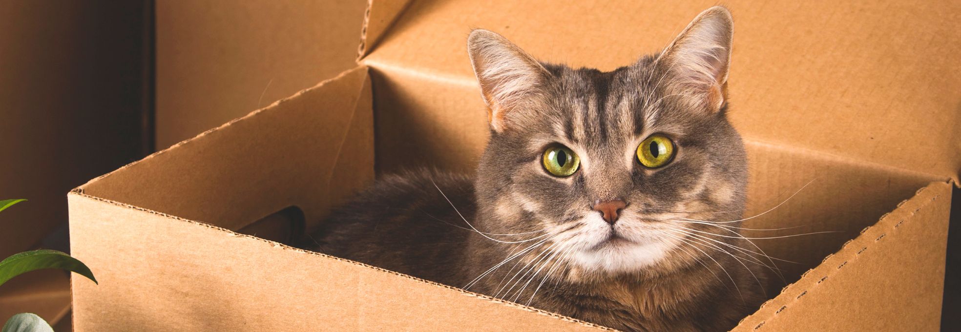 Umzug mit Katze