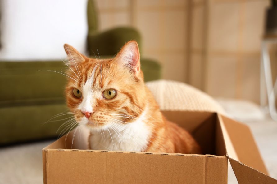 Umzug mit Katze erleichtern Tipps: Katze in einem Karton.